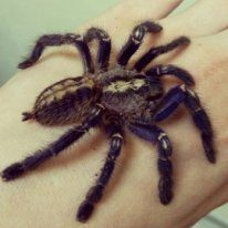 На выставке пауков расскажут легенды о членистоногих и покажут паука из «Гарри Поттера» На выставке пауков расскажут легенды о членистоногих и покажут паука из «Гарри Поттера»