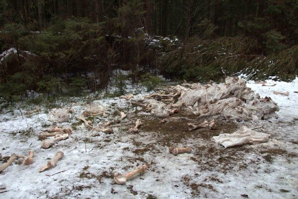 Кировские активисты ОНФ призвали правоохранителей найти виновников появления свалок у деревни Нижние Булдаки Кировские активисты ОНФ призвали правоохранителей найти виновников появления свалок у деревни Нижние Булдаки