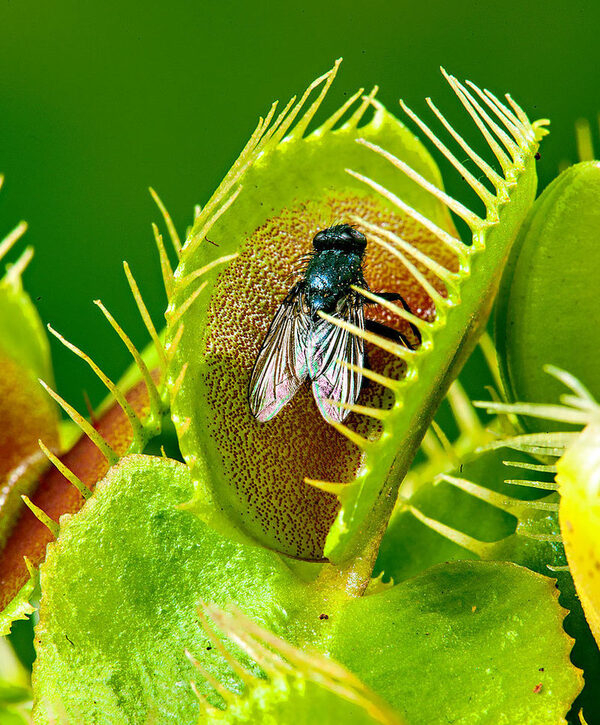 В Новосибирске открывается выставка для любителей экзотики В Новосибирске открывается выставка для любителей экзотики