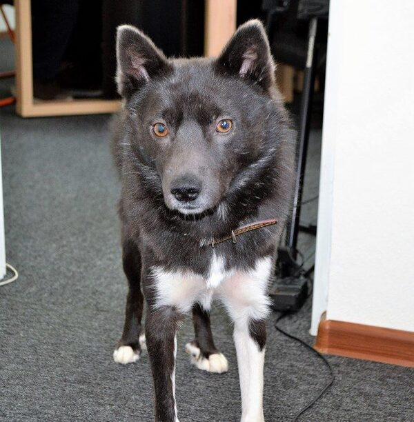 Оленегонная лайка - национальное достояние Оленегонная лайка - национальное достояние