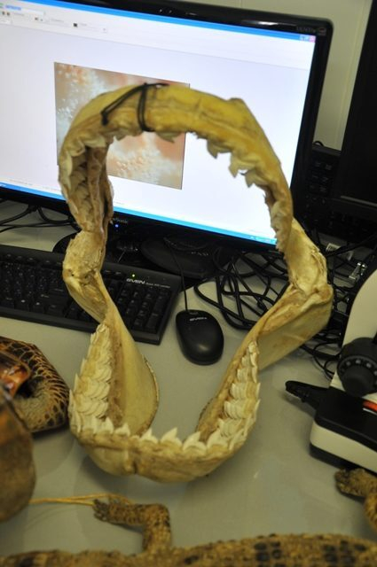 Швейная машинка, челюсти акулы и открытки из Франции не прошли границу Швейная машинка, челюсти акулы и открытки из Франции не прошли границу