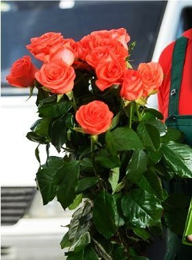 Запуск «Цветобазы» в Набережных Челнах ознаменовалось розыгрышем 1000 роз Запуск «Цветобазы» в Набережных Челнах ознаменовалось розыгрышем 1000 роз