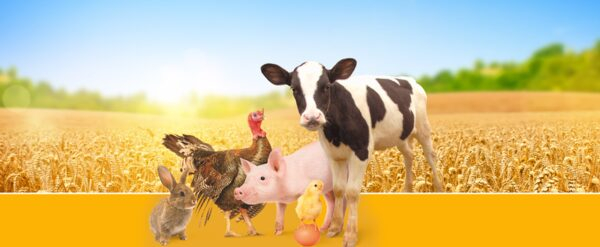 В Москве состоится Международный конгресс по кормам В Москве состоится Международный конгресс по кормам