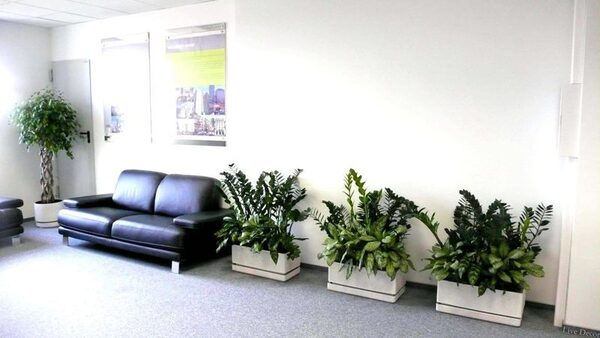 Озеленение интерьеров от студии Live Décor Озеленение интерьеров от студии Live Décor