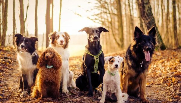 DogSelf приглашает на семинар «Основы зоопсихологии собак» DogSelf приглашает на семинар «Основы зоопсихологии собак»