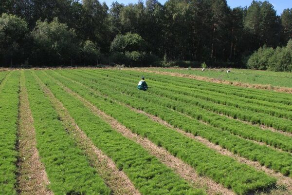 Приятные скидки на предзаказ растений в компании «АРТ-Ландшафт» Приятные скидки на предзаказ растений в компании «АРТ-Ландшафт»