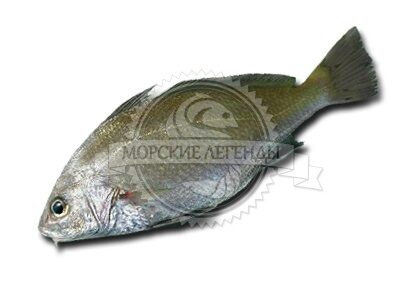 Обновлен раздел охлажденной рыбы Обновлен раздел охлажденной рыбы