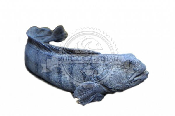 Расширение ассортимента свежемороженой рыбы Расширение ассортимента свежемороженой рыбы