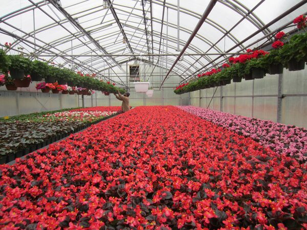 Цветы оптом на выгодных условиях в агрофирме «Подмосковное» Цветы оптом на выгодных условиях в агрофирме «Подмосковное»