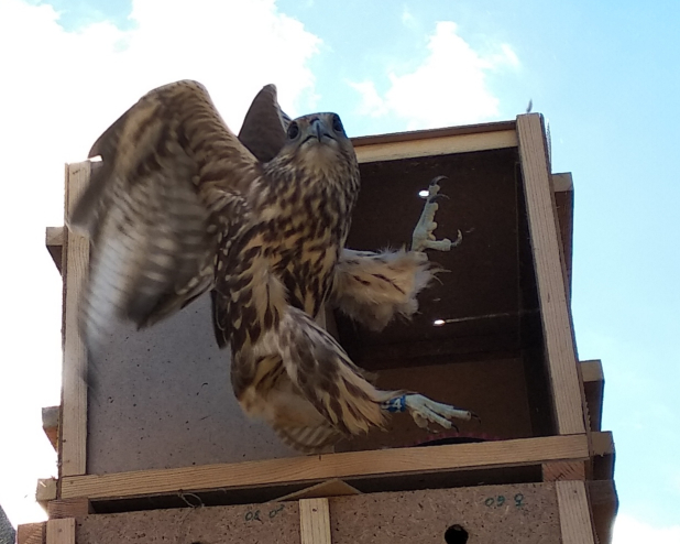 «Стальное дерево» помогает спасать соколов-балобанов на Южном Урале «Стальное дерево» помогает спасать соколов-балобанов на Южном Урале
