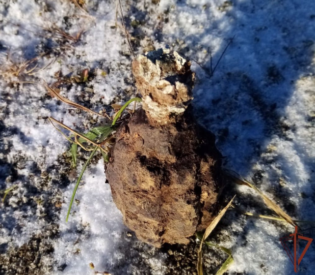 Бойцы нижнетагильского ОМОН Росгвардии обследовали и уничтожили опасную находку Бойцы нижнетагильского ОМОН Росгвардии обследовали и уничтожили опасную находку